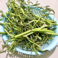 Rau nhút lặt sạch tươi ngon nhà trồng